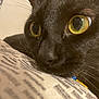 black_cat, close_up, yellow_eyes, resting, whiskers, fur, curious, indoor, patterned_surface, pet, animal, face, portrait, soft_lighting, cat_nose, feline, domestic_cat, eye_detail, close_range, muzzle