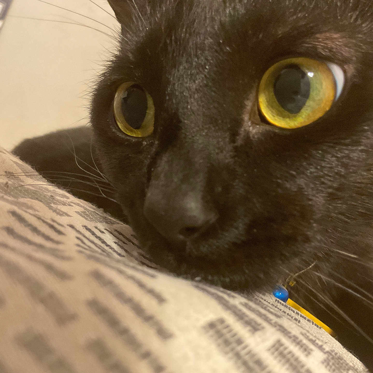 Luna joined the competition — help win amazing prizes! animal, black_cat, cat_nose, close_range, close_up, curious, domestic_cat, eye_detail, face, feline, fur, indoor, muzzle, patterned_surface, pet, portrait, resting, soft_lighting, whiskers, yellow_eyes