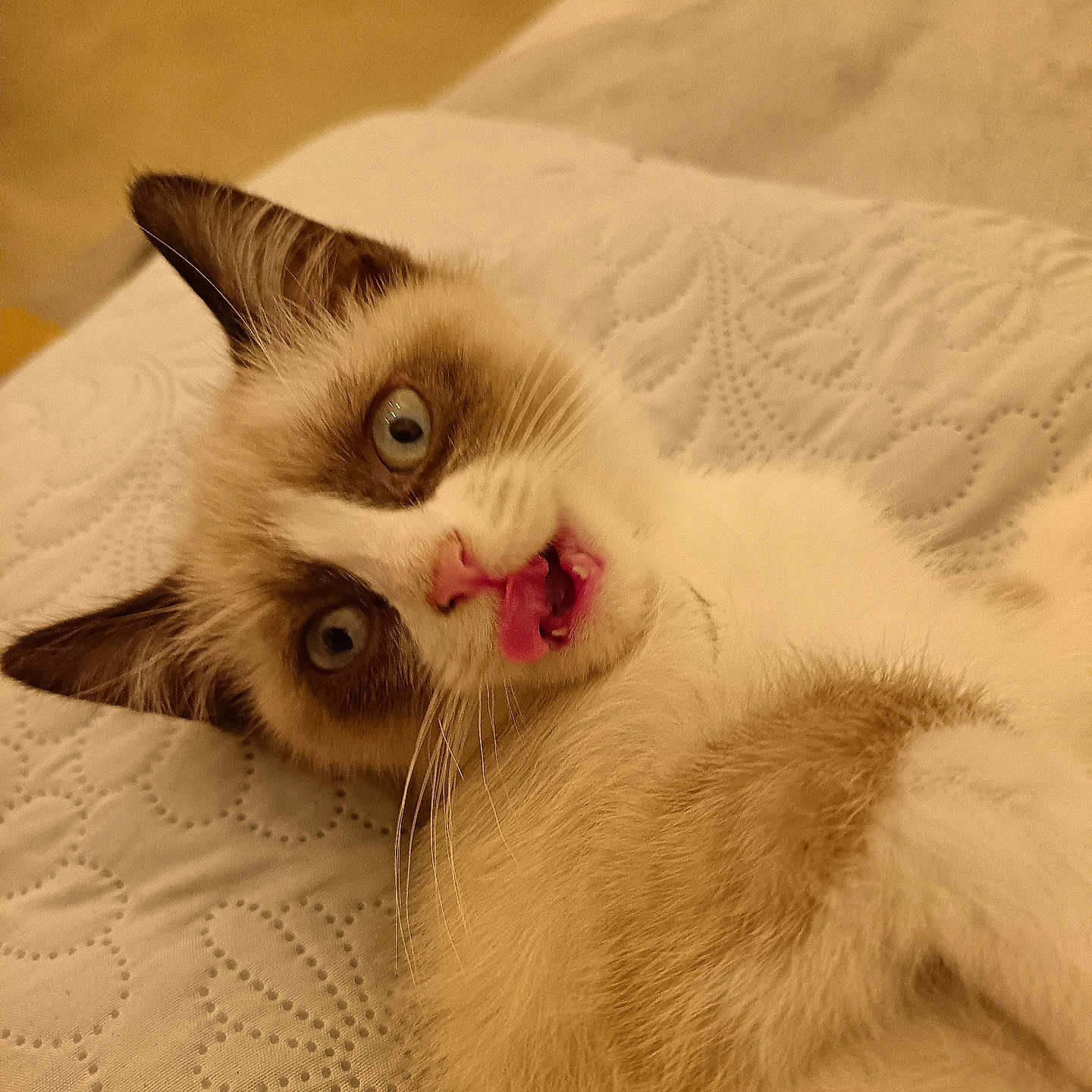 Simba