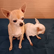 Zoé Polo a rejoint le concours — aidez-le/la à gagner de superbes lots ! dog, chihuahua, small_dog, pet, indoor, blurred_motion, two_dogs, beige_wall, blue_surface, animal, companions, cute, fur, ears, paws, sitting, motion_blur, domestic_animal, friendship, cute_pets