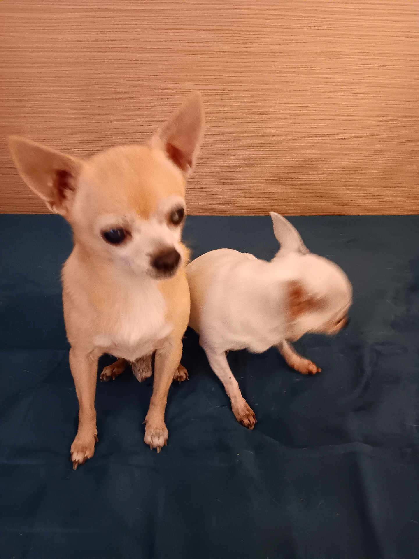 Zoé Polo a rejoint le concours — aidez-le/la à gagner de superbes lots ! dog, chihuahua, small_dog, pet, indoor, blurred_motion, two_dogs, beige_wall, blue_surface, animal, companions, cute, fur, ears, paws, sitting, motion_blur, domestic_animal, friendship, cute_pets