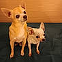 dog, chihuahua, pet, small_dog, animal, cute, ears, furry, indoor, brown_dog, white_dog, two_dogs, sitting, looking_away, companion, domestic_animal, portrait, alert, snout, paws