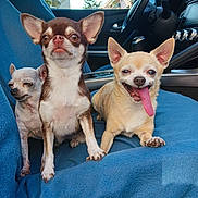 Zoe Paulo participe au concours pour gagner de l'argent avec cette photo : animal, blue_blanket, canine, car, chihuahua, companions, cute, dog, ears, furry, happy, inside, paw, pet, portrait, relaxed, seat, small_dog, three_dogs, tongue_out
