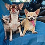 animal, blue_blanket, canine, car, chihuahua, companions, cute, dog, ears, furry, happy, inside, paw, pet, portrait, relaxed, seat, small_dog, three_dogs, tongue_out