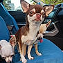 animal, blue_seat_cover, brown_dog, car_door, car_interior, chihuahua, companions, cream_dog, cute, dog, ears, face, furry, outdoor_light, pet, seat, small_dog, tongue_out, white_dog, window
