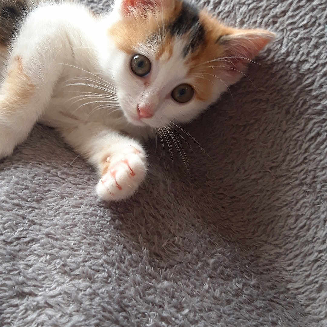 Nouna