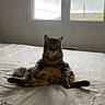 animal, bed, cat, cloudy, cozy, curious, cute, domestic, feline, fur, home, indoor, legs_spread, pet, relaxed, resting, sitting, tabby, wide_eyes, window