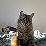 Babidi participe au concours pour gagner de l'argent avec cette photo : animal, bed, blanket, calm, cat, curious, cute, domestic, ears, feline, fluffy, fur, indoor, light, pet, shadow, sitting, tabby, tail, whiskers