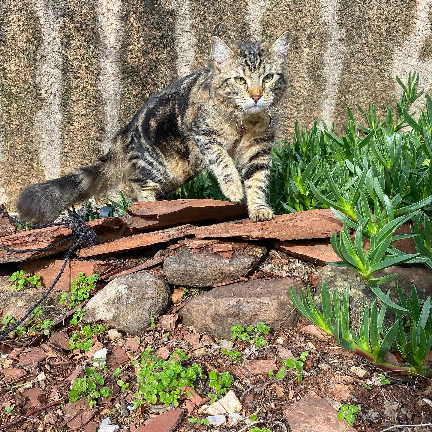 Babidi participe au concours pour gagner de l'argent avec cette photo : animal, cat, curious, fur, garden, greenery, mammal, nature, outdoor, pet, plants, rocks, stone_wall, stripes, sunlight, tabby_cat, tail, walking, whiskers, wood