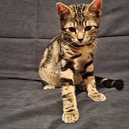 Saturne participe au concours pour gagner de l'argent avec cette photo : kitten, cat, tabby, pet, animal, feline, striped, cute, young, sitting, paw, couch, indoor, domestic, fur, whiskers, ears, tail, gray_background, curious