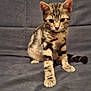 Saturne participe au concours pour gagner de l'argent avec cette photo : kitten, cat, tabby, pet, animal, feline, striped, cute, young, sitting, paw, couch, indoor, domestic, fur, whiskers, ears, tail, gray_background, curious