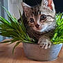 animal, cat, curious, cute, domestic_cat, ears, eyes, fur, grass, green, indoor, kitten, metal_pot, nature, pet, plant, tabby, whiskers, wooden_table, young