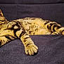 animal, cat, closeup, couch, cozy, domestic_animal, ears, feline, fur, indoor, lying_down, mammal, paws, pet, relaxed, resting, sleepy, striped, tabby_cat, whiskers