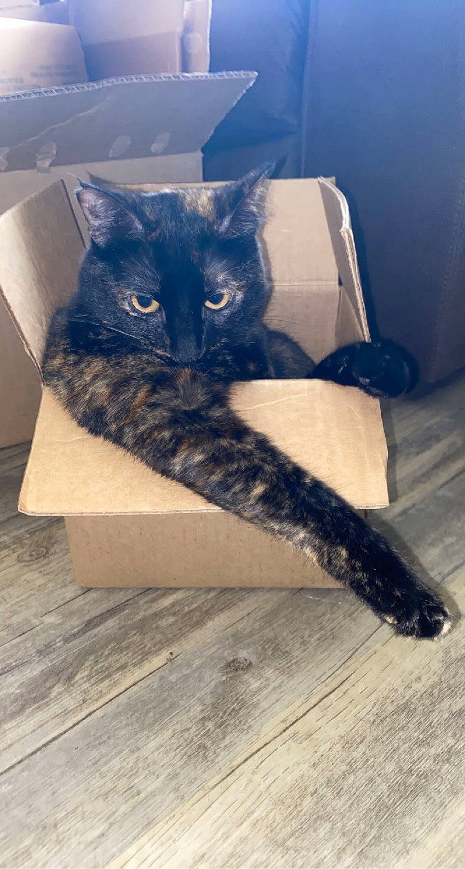 Fish is registered to the contest to win money with this photo: black_cat, cardboard, carnivore, cat, comfort, couch, domestic_short_haired_cat, felidae, floor, flooring, fur, grey, hardwood, human_leg, small_to_medium_sized_cats, tail, tints_and_shades, tree, whiskers, wood