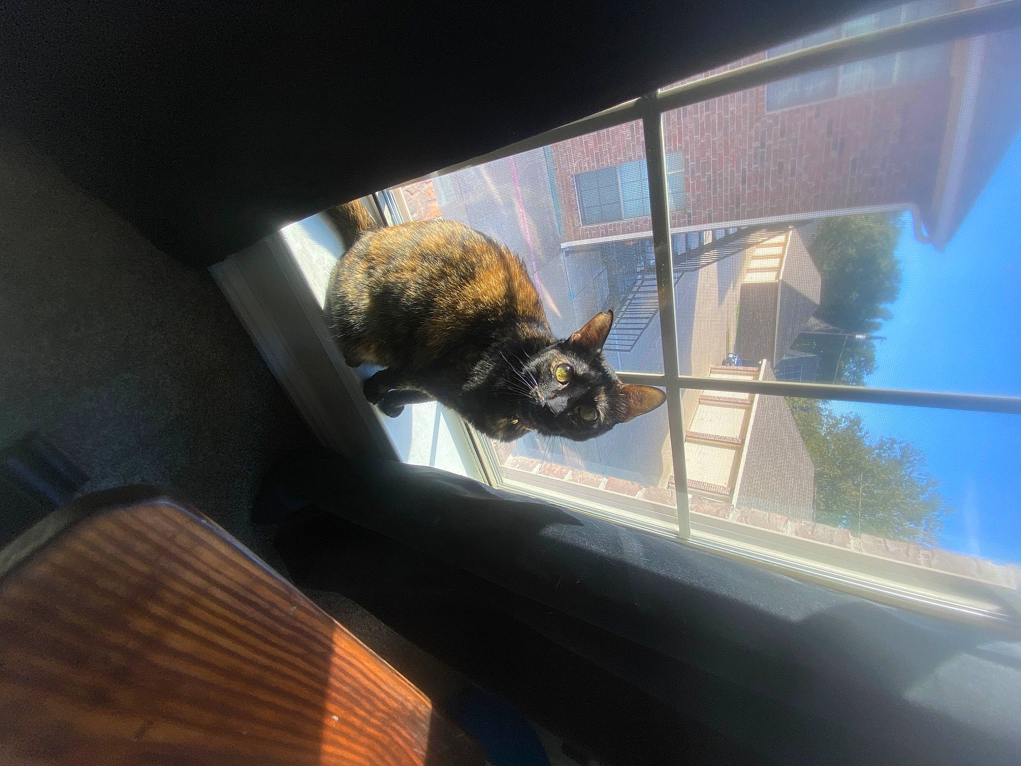 Fish is registered to the contest to win money with this photo: building, carnivore, cat, darkness, door, eyewear, felidae, glass, houseplant, metal, plant, reptile, room, small_to_medium_sized_cats, tail, tints_and_shades, tree, whiskers, window, wood