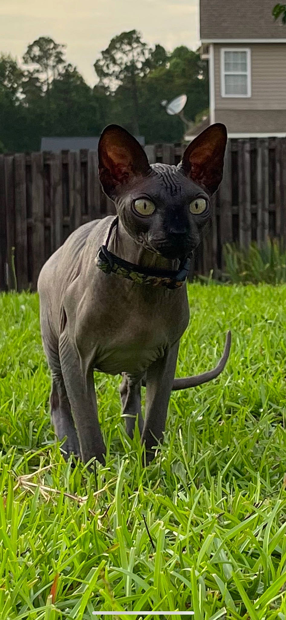 Drax joined the competition — help win amazing prizes! art, carnivore, dog_breed, fawn, felidae, fence, grass, grassland, home_fencing, metal, mexican_hairless_dog, peruvian_hairless_dog, plant, sculpture, small_to_medium_sized_cats, snout, tail, terrestrial_animal, whiskers, working_animal