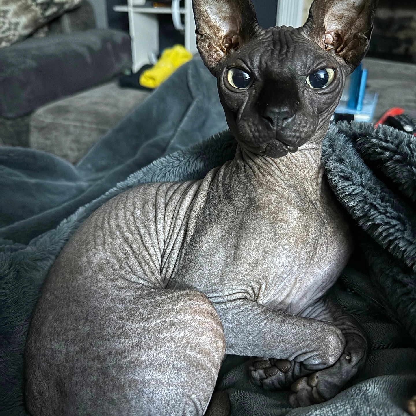 Drax is registered to the contest to win money with this photo: abyssinian, animal, blanket, canine, cat, chihuahua, couch, dog, egyptiancat, furniture, kitten, pet, puppy, quilt, siamese