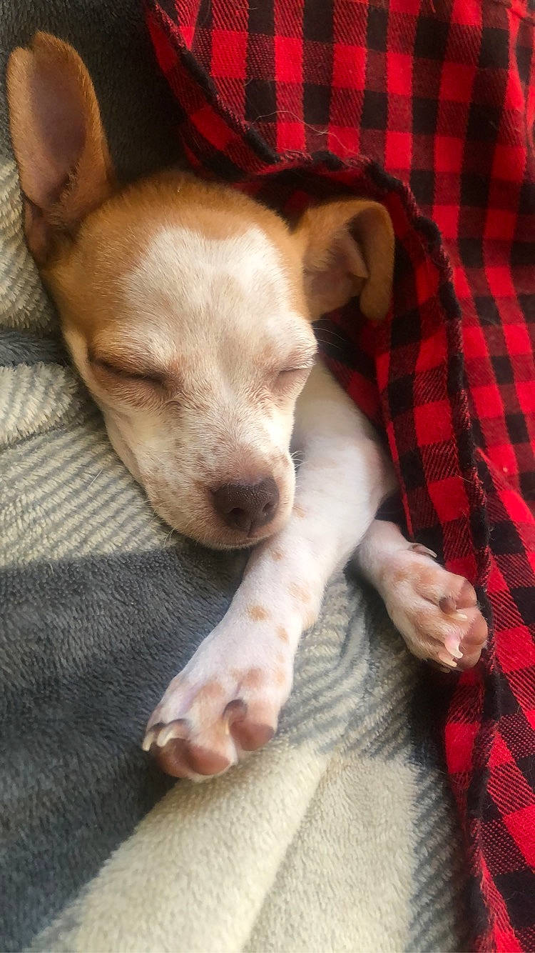 Max is registered to the contest to win money with this photo: carnivore, chihuahua, comfort, companion_dog, couch, dog, dog_breed, ear, fawn, fur, pattern, paw, plaid, sporting_group, tartan, terrestrial_animal, toy_dog, whiskers, wood, working_animal