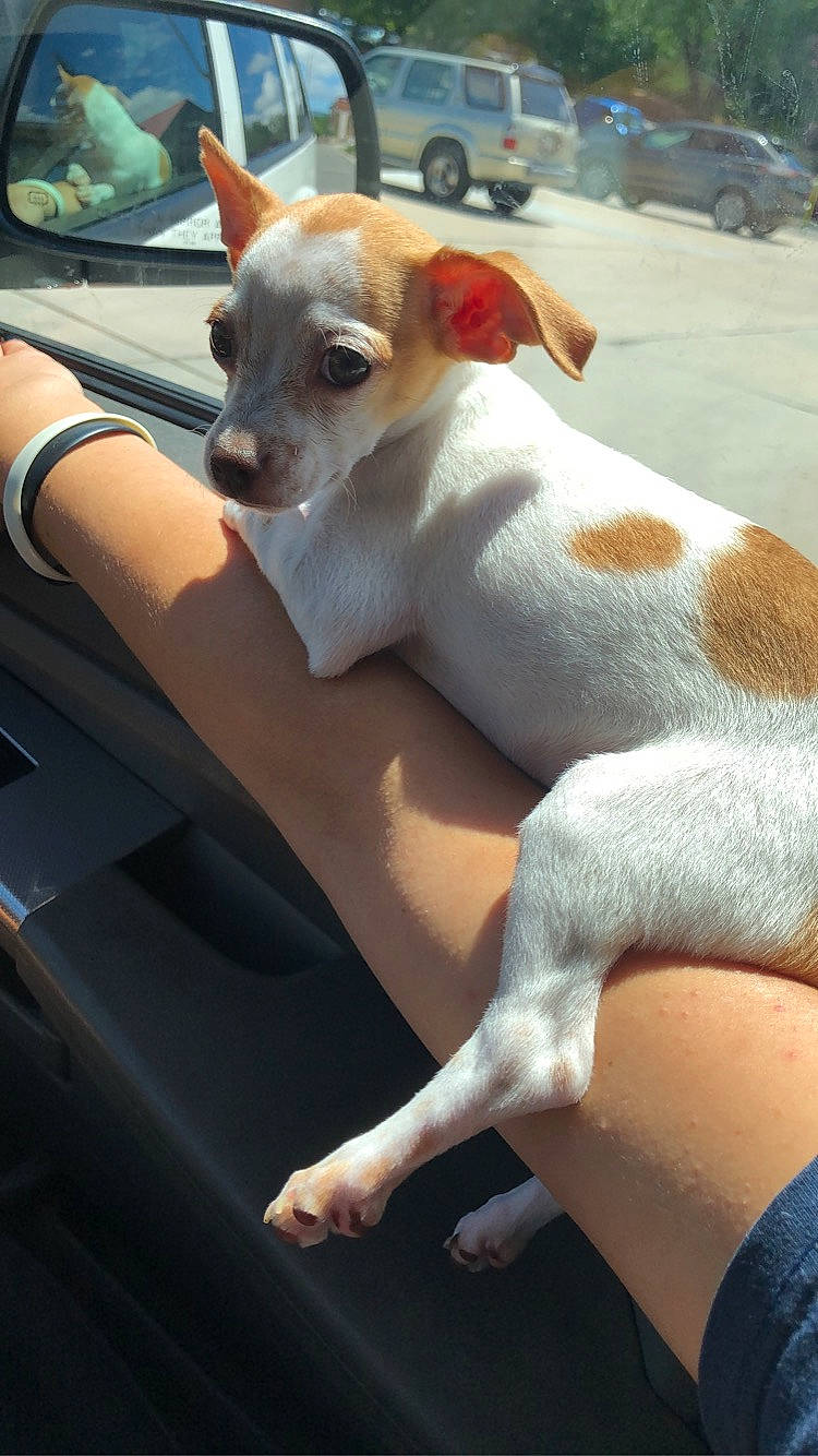 Max is registered to the contest to win money with this photo: canidae, car, carnivore, chihuahua, companion_dog, dog, dog_breed, fawn, hood, snout, sporting_group, tail, terrier, toy_dog, vehicle, wheel, whiskers, white, windshield, working_animal