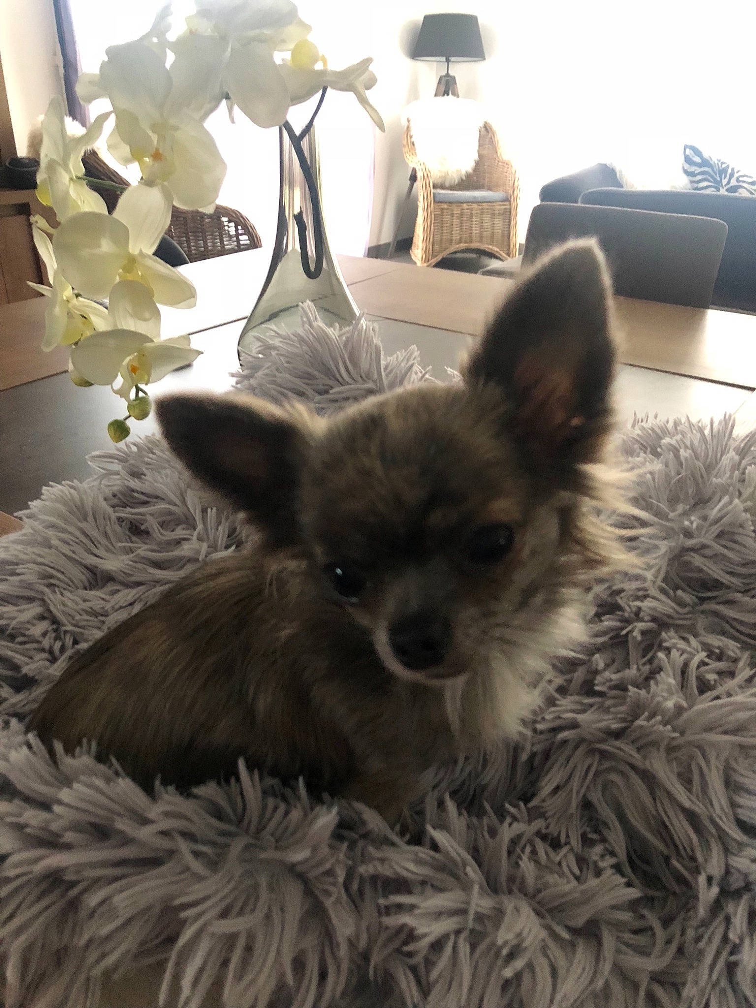 Hooper a rejoint le concours — aidez-le/la à gagner de superbes lots ! bed, canidae, carnivore, chihuahua, companion_dog, dog, dog_breed, ear, fawn, mammal, puppy, toy_dog, vertebrate