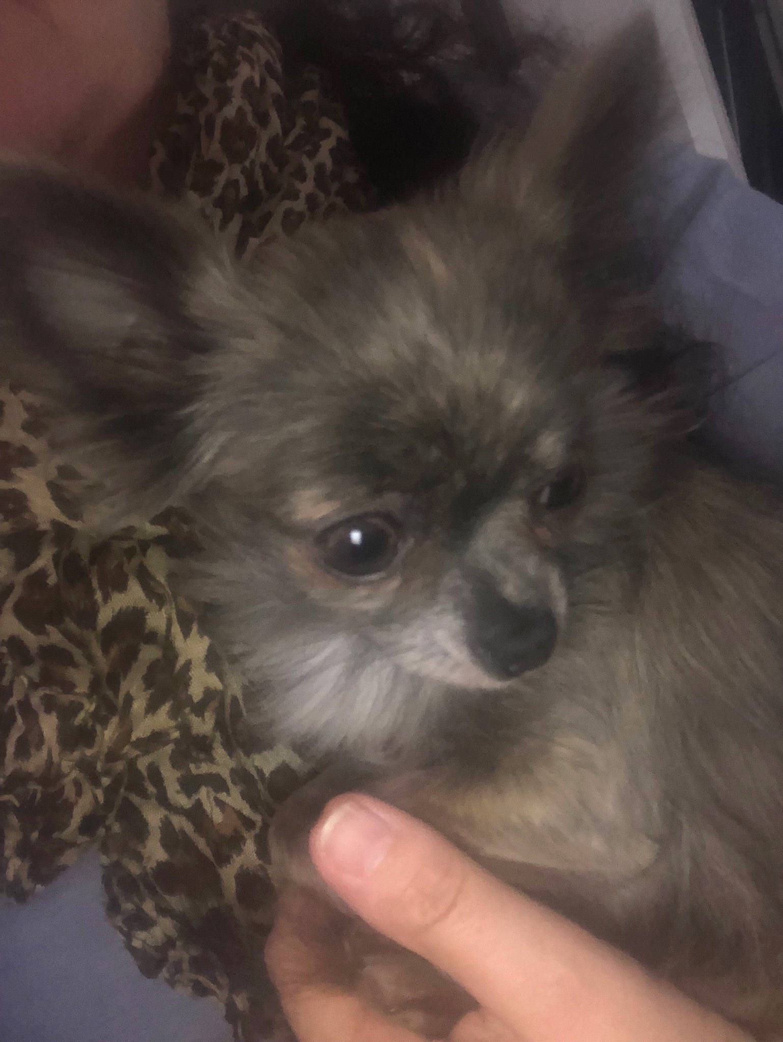 Hooper a rejoint le concours — aidez-le/la à gagner de superbes lots ! canidae, carnivore, companion_dog, dog, dog_breed, ear, eye, fawn, fur, mammal, non_sporting_group, nose, pomeranian, puppy, skin, snout, spitz, toy_dog, whiskers