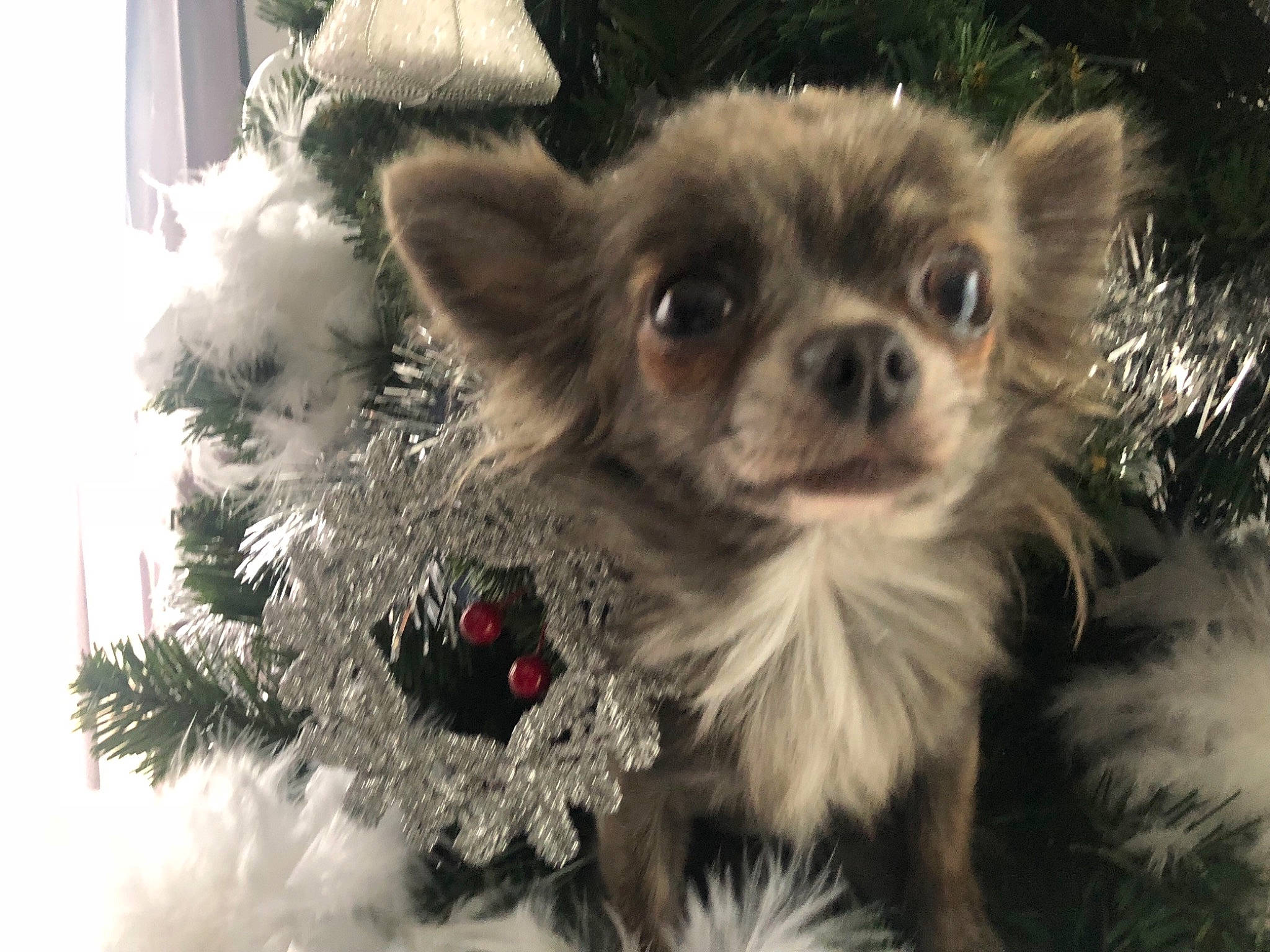 Hooper a rejoint le concours — aidez-le/la à gagner de superbes lots ! canidae, carnivore, chihuahua, christmas, companion_dog, dog, dog_breed, ear, fawn, fur, puppy, snout, sporting_group, tibetan_spaniel, toy_dog, whiskers