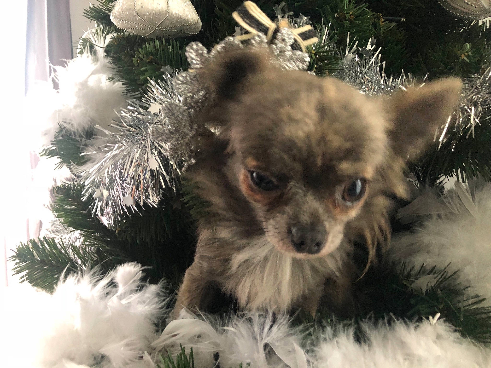 Hooper participe au concours pour gagner de l'argent avec cette photo : canidae, carnivore, chihuahua, christmas, christmas_tree, companion_dog, dog, dog_breed, ear, fawn, fur, mammal, plant, pomeranian, puppy, snout, tibetan_spaniel, toy_dog, tree, whiskers