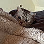 cat, pet, indoor, blanket, cozy, fur, animal, cute, resting, bed, soft, texture, closeup, whiskers, ears, sleepy, comfort, relaxing, curious, portrait