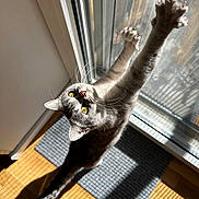 Bella is registered to the contest to win money with this photo: cat, stretching, claws, yellow_eyes, glass_door, sunlight, shadow, wooden_floor, indoor, pet, feline, whiskers, tail, curious, playful, gray_fur, mat, window_screen, vertical, daylight