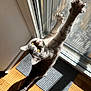 cat, stretching, claws, yellow_eyes, glass_door, sunlight, shadow, wooden_floor, indoor, pet, feline, whiskers, tail, curious, playful, gray_fur, mat, window_screen, vertical, daylight