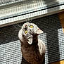 cat, yellow_eyes, whiskers, sunlight, gray_rug, wooden_floor, indoor, pet, curious, looking_up, feline, domestic_animal, striped_fur, closeup, natural_light, window, glass_door, shadows, texture, home