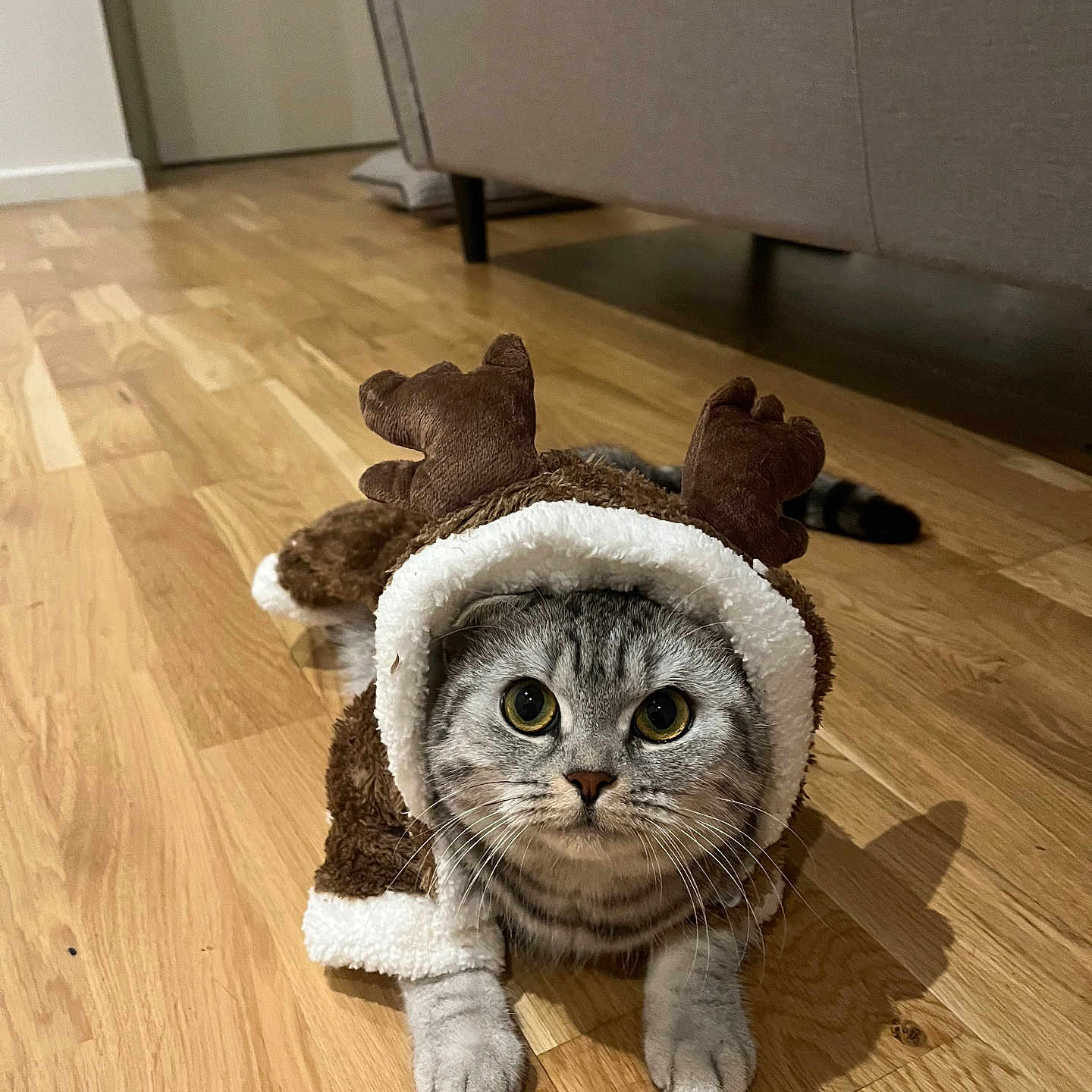 Bella joined the competition — help win amazing prizes! adorable, animal, cat, christmas, costume, cute, domestic_animal, eyes, face, feline, front_paws, fur, holiday, indoor, pet, plush, reindeer, small_pet, whiskers, wooden_floor