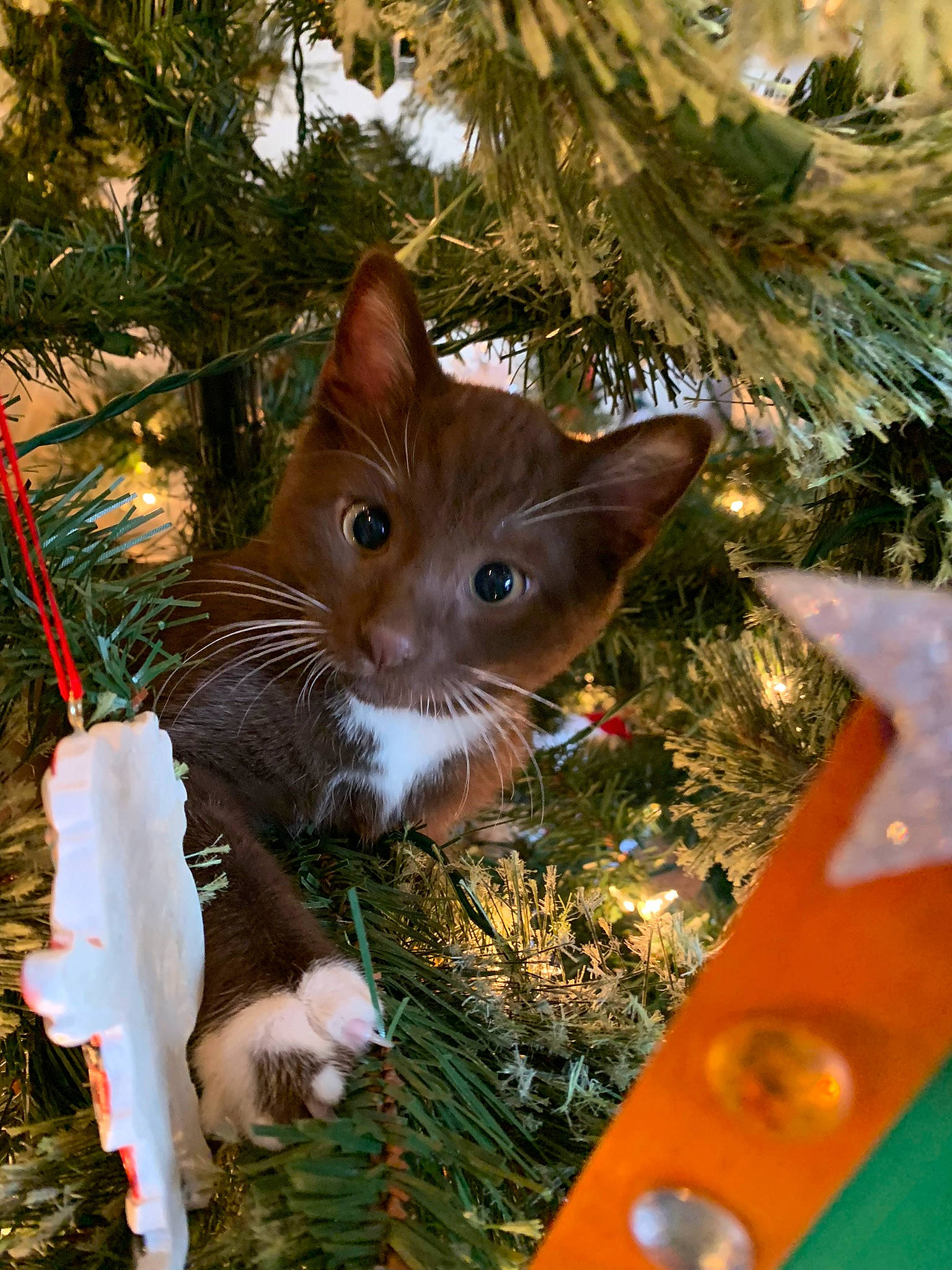 Brave joined the competition — help win amazing prizes! branch, carnivore, cat, christmas, christmas_decoration, christmas_ornament, christmas_tree, fawn, felidae, grass, holiday, holiday_ornament, leaf, light, ornament, plant, small_to_medium_sized_cats, whiskers, wood, woody_plant