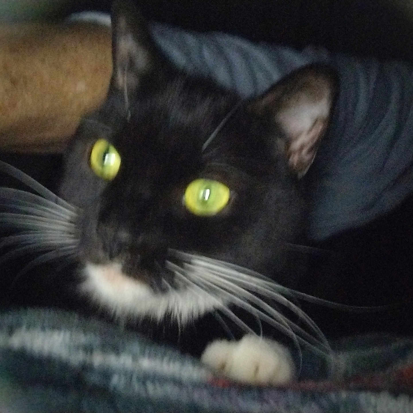 Lucky joined the competition — help win amazing prizes! animal, black_and_white, blanket, cat, close_up, cozy, cute, domestic_animal, ear, feline, fur, indoor, muzzle, paw, pet, relaxed, sleepy, soft, whiskers, yellow_eyes