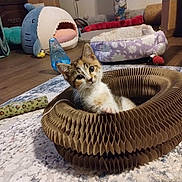 Precious is registered to the contest to win money with this photo: kitten, cat, cardboard_ring, pet_toys, floor, carpet, cat_bed, plush_toy, wooden_floor, indoor, pet, animal, cute, curious, small, feline, cozy, playful, resting, looking