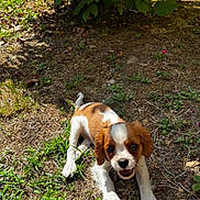 Alba participe au concours pour gagner de l'argent avec cette photo : puppy, dog, brown_and_white, grass, dirt, outdoor, leafy_bush, sunlight, playful, young_dog, animal, pet, nature, greenery, small_dog, cute, fur, canine, garden, daylight
