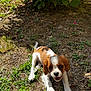 animal, brown_and_white, canine, cute, daylight, dirt, dog, fur, garden, grass, greenery, leafy_bush, nature, outdoor, pet, playful, puppy, small_dog, sunlight, young_dog