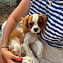 brown_and_white, casual, cute, dog, fence, ground, hand, jewelry, lap, nail_polish, outdoor, person, pet, puppy, relaxing, shorts, sitting, small_dog, striped_shirt, sunlight