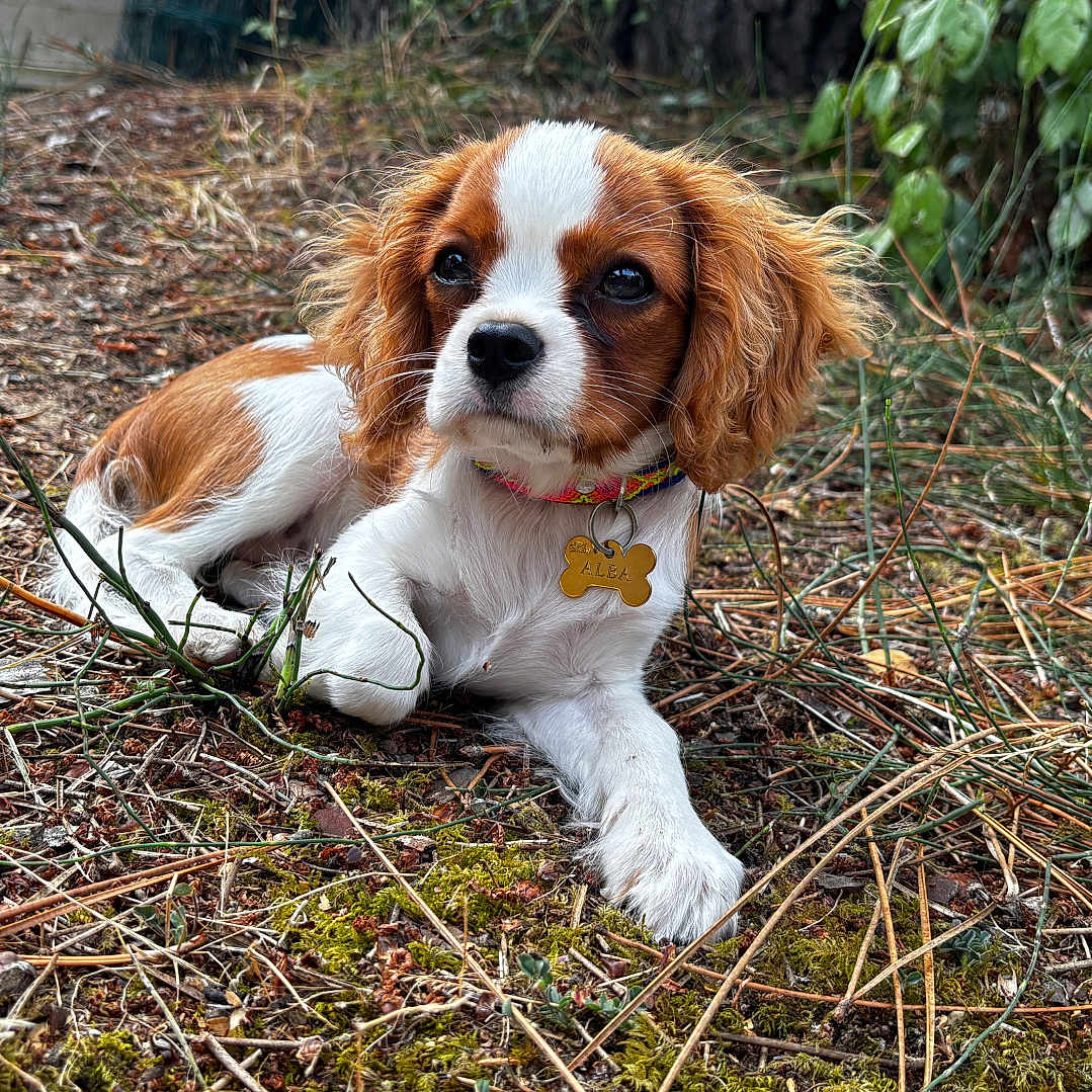 Alba participe au concours pour gagner de l'argent avec cette photo : animal, brown_and_white, cavalier_king_charles_spaniel, collar, cute, daylight, dog, fence, fur, grass, leaves, lying_down, moss, nature, outdoor, pet, portrait, puppy, twigs, young