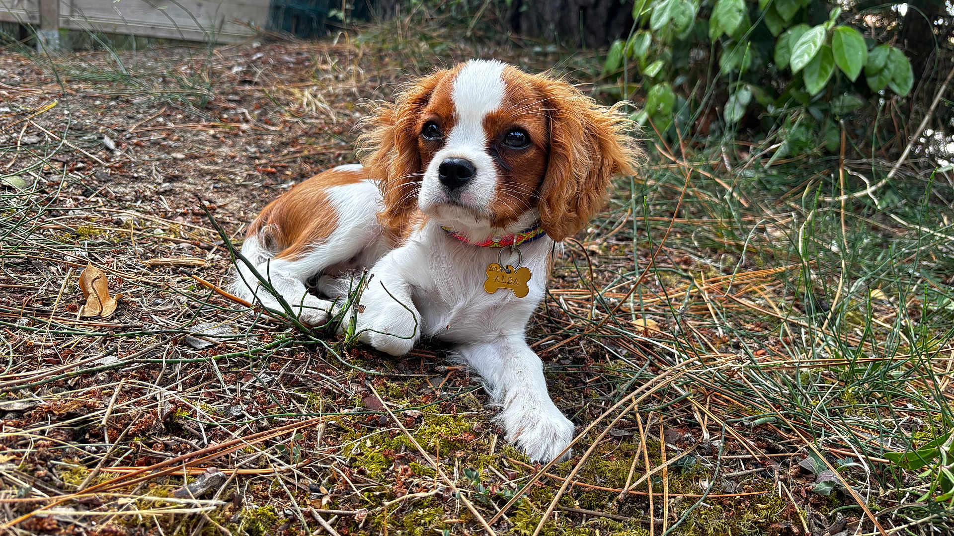 Alba participe au concours pour gagner de l'argent avec cette photo : dog, puppy, cavalier_king_charles_spaniel, brown_and_white, collar, outdoor, moss, twigs, grass, leaves, fence, nature, pet, animal, cute, lying_down, young, fur, portrait, daylight