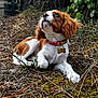 Alba a rejoint le concours — aidez-le/la à gagner de superbes lots ! puppy, dog, brown_and_white, collar, outdoor, grass, twigs, moss, fence, curious, lying_down, nature, pet, young_dog, ears, snout, paw, eyes, leaf, background