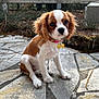 Alba a rejoint le concours — aidez-le/la à gagner de superbes lots ! puppy, dog, cavalier_king_charles_spaniel, pet, collar, outdoor, stone_pavement, fence, brown_and_white, small_dog, animal, cute, young_dog, sitting, fur, ears, nose, eyes, nature, daylight