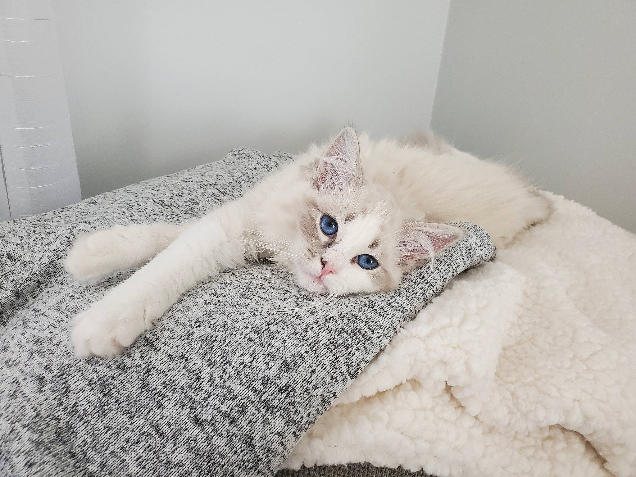 Perchik joined the competition — help win amazing prizes! bed, bedding, carnivore, cat, claw, comfort, couch, domestic_short_haired_cat, fawn, felidae, flooring, fur, grey, linens, nap, paw, small_to_medium_sized_cats, snout, tail, whiskers