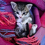 Nugget joined the competition — help win amazing prizes! kitten, cat, animal, pet, fur, cute, small, cozy, blanket, colorful, textile, pattern, fringe, soft, resting, young, indoor, closeup, warm, snuggled