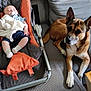 Manoë a rejoint le concours — aidez-le/la à gagner de superbes lots ! baby, baby_chair, blanket, canine, child, comfort, couch, dog, furniture, grey, home_decor, indoor, living_room, orange, pacifier, pet, photographs, relaxing, seashells, sleeping