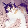 kitten, calico, cat, pet, fur, whiskers, paws, blanket, soft, cute, animal, domestic, sleepy, relaxed, young, feline, indoor, closeup, resting, comfort