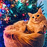 animal, bed, cat, celebration, christmas_tree, cozy, cute, decorations, domestic_animal, festive, fluffy, fur, holiday, holiday_lights, indoor, orange_cat, ornaments, pet, relaxed, warm