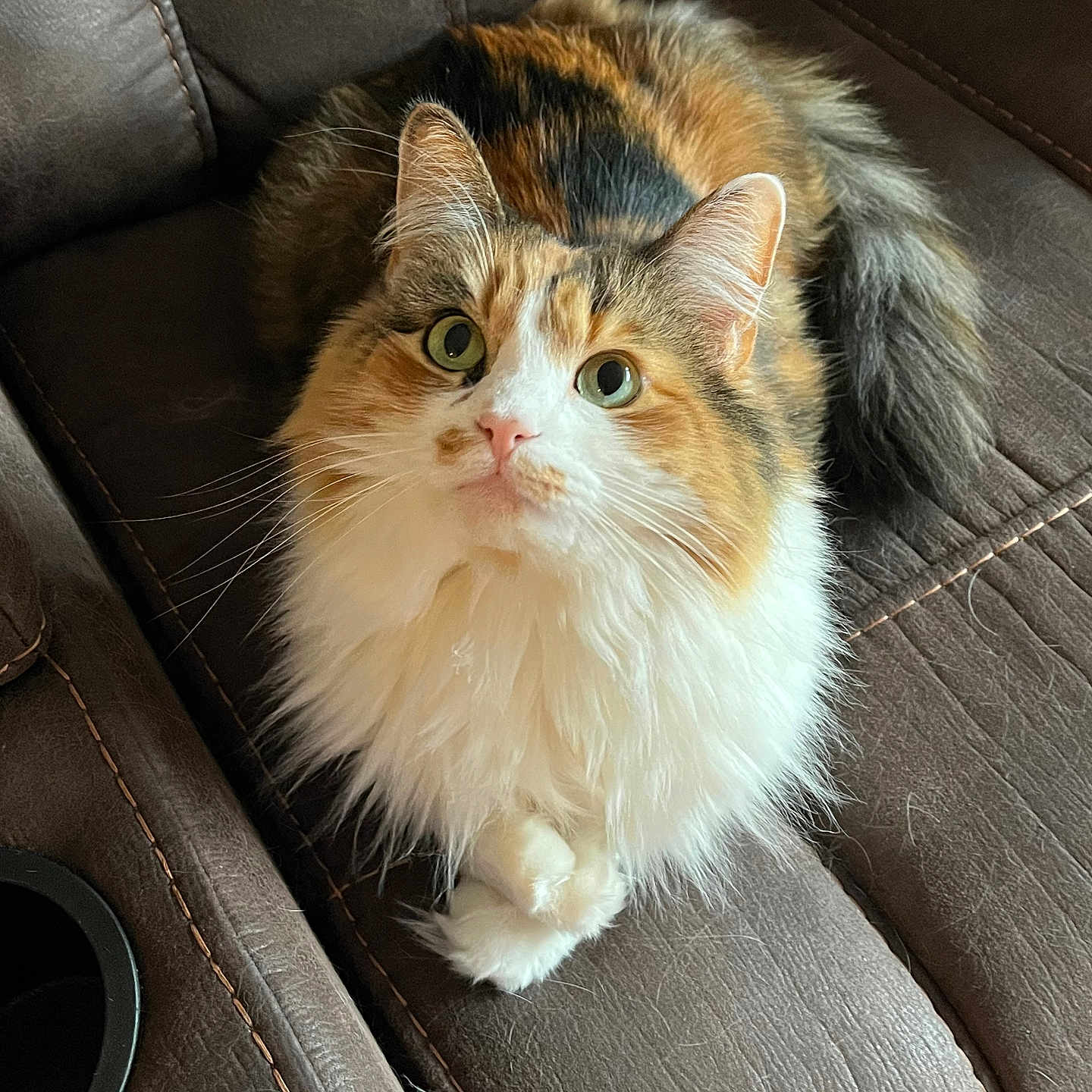 Chloe is registered to the contest to win money with this photo: animal, calico, cat, curious, cute, domestic_cat, ears, feline, fluffy, furniture, green_eyes, indoor, leather_couch, mammal, pet, playful, sitting, tail, toy, whiskers