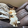 cat, calico, fluffy, couch, leather_couch, blanket, indoor, pet, relaxed, fur, animal, resting, home, feline, cozy, comfortable, mammal, whiskers, paw, laying_down