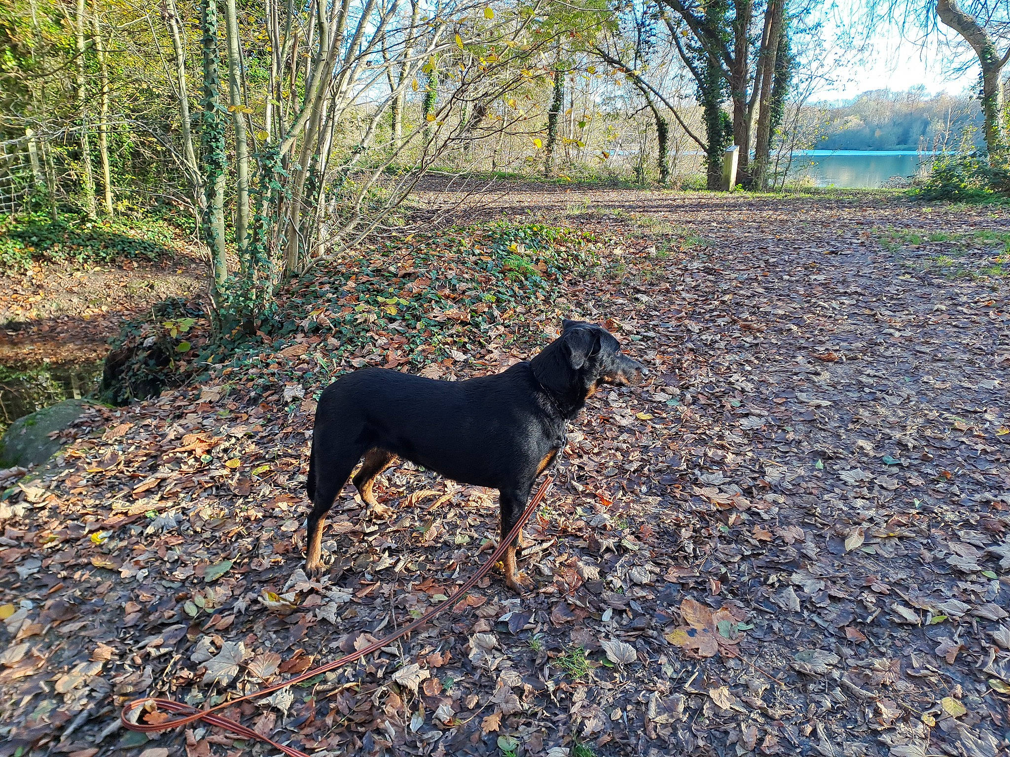 Tya a rejoint le concours — aidez-le/la à gagner de superbes lots ! carnivore, deciduous, dog, dog_breed, fawn, forest, grass, groundcover, landscape, natural_landscape, plant, shrub, sky, soil, sporting_group, tail, tree, wood, woodland, working_animal